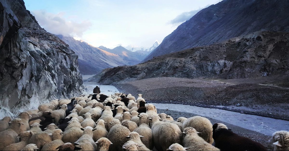 sheep and shepherd worship